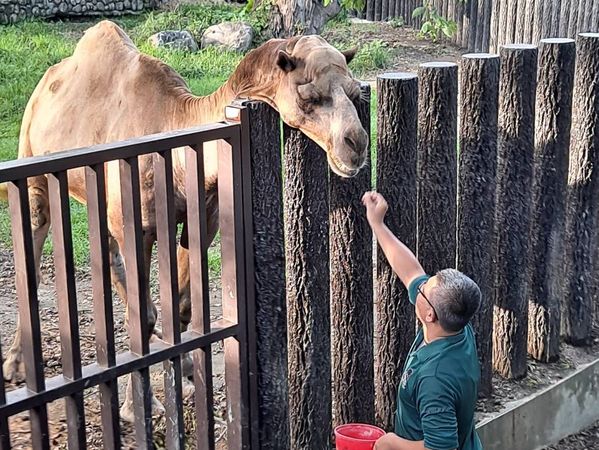 ▲▼動物園15位奶爸父親節快樂　大象阿里「大便抗議→接受」多虧他。（圖／翻攝自壽山動物園）