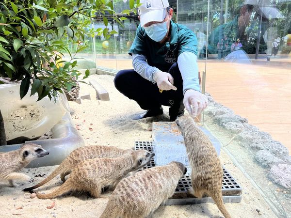 ▲▼動物園15位奶爸父親節快樂　大象阿里「大便抗議→接受」多虧他。（圖／翻攝自壽山動物園）