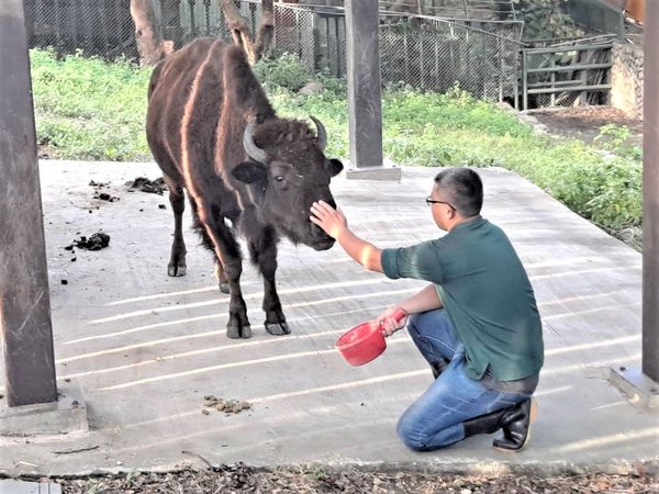 ▲▼動物園15位奶爸父親節快樂　大象阿里「大便抗議→接受」多虧他。（圖／翻攝自壽山動物園）