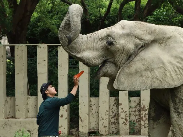 ▲▼動物園15位奶爸父親節快樂　大象阿里「大便抗議→接受」多虧他。（圖／翻攝自壽山動物園）