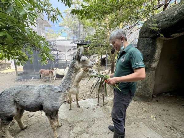 ▲▼動物園15位奶爸父親節快樂　大象阿里「大便抗議→接受」多虧他。（圖／翻攝自壽山動物園）