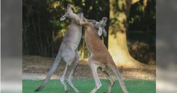 上海野生動物園袋鼠打傷人。（圖／翻攝微博，下同）