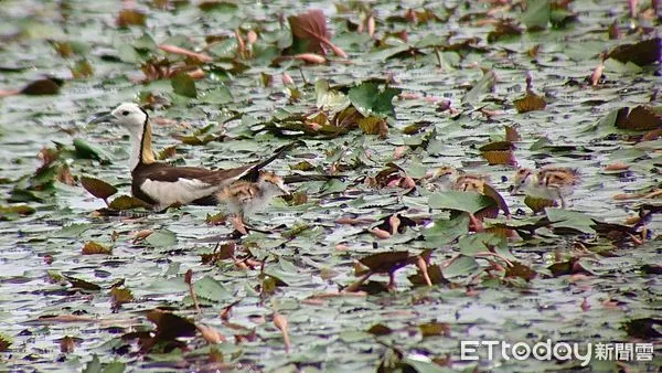 ▲水雉生態教育園區2024年台南地區菱角鳥夏季調查，發現水雉族群數量達1664隻，相較去年增加了5隻。 （圖／記者林東良翻攝，下同）