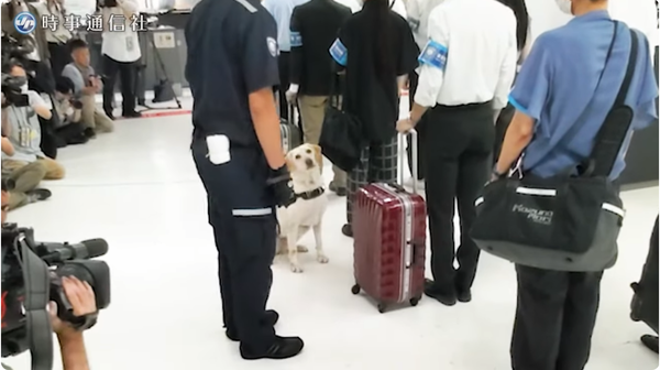 ▲日本首次在成田機場部署「紙幣探知犬」。（圖／取自「時事通信映像センター」YouTube頻道）