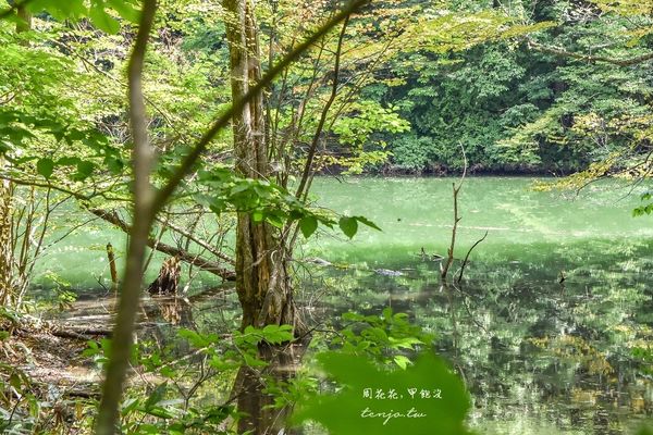 ▲▼東北秘境探訪！乘五能線遊白神山地十二湖　體驗絕美青池與神秘沸壺之池。（圖／周花花提供）