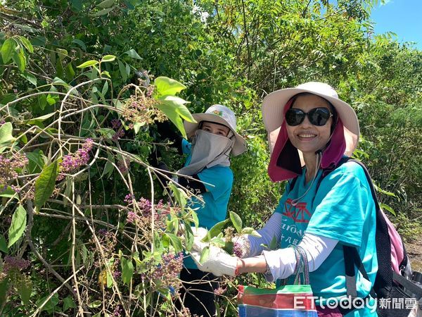 ▲▼地震後志工採集原生種植物種子，製作種子球拋撒於崩塌地上，以阻止外來種植物入侵。（圖／記者王兆麟翻攝，下同）