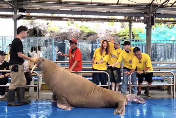 ▲前進日本海女的故鄉「鳥羽」與動物明星相見歡吳宗憲(左起)、郭靜、超強新人Miusa、王子邱勝翊、KID。（圖／好看娛樂）