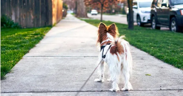 飼主遛狗要選對時間，否則愛犬恐出現消化不良或胃擴張扭轉，罹患胃扭轉致死率高。（示意圖／Pixabay）