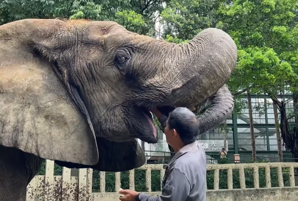 大象阿里。（圖／翻攝自壽山動物園臉書）