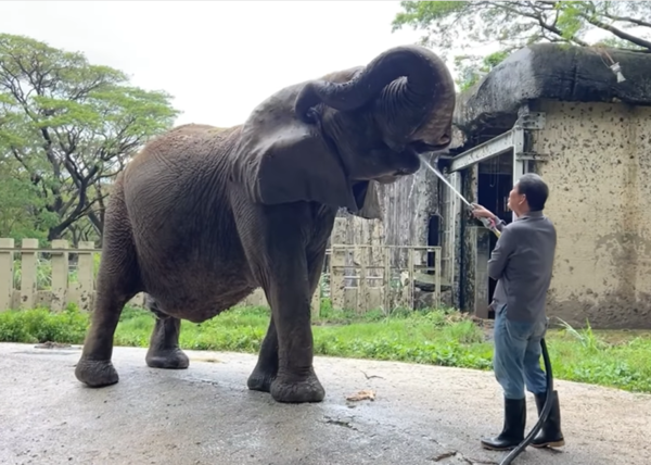 大象阿里。（圖／翻攝自壽山動物園臉書）