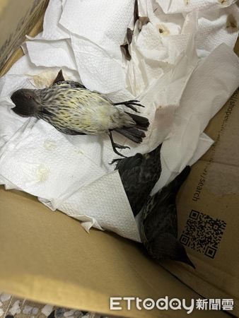 輝椋鳥撞窗亡。（圖／台南社大行動環境小組研究員林政翰提供）