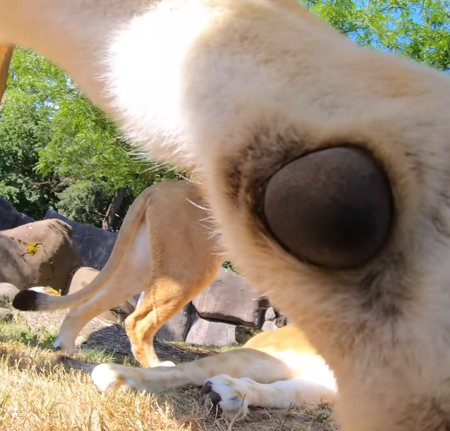 ▲▼ 美國俄勒岡動物園（Oregon Zoo）安裝攝影機，拍下獅子可愛模樣。（圖／翻攝自臉書）