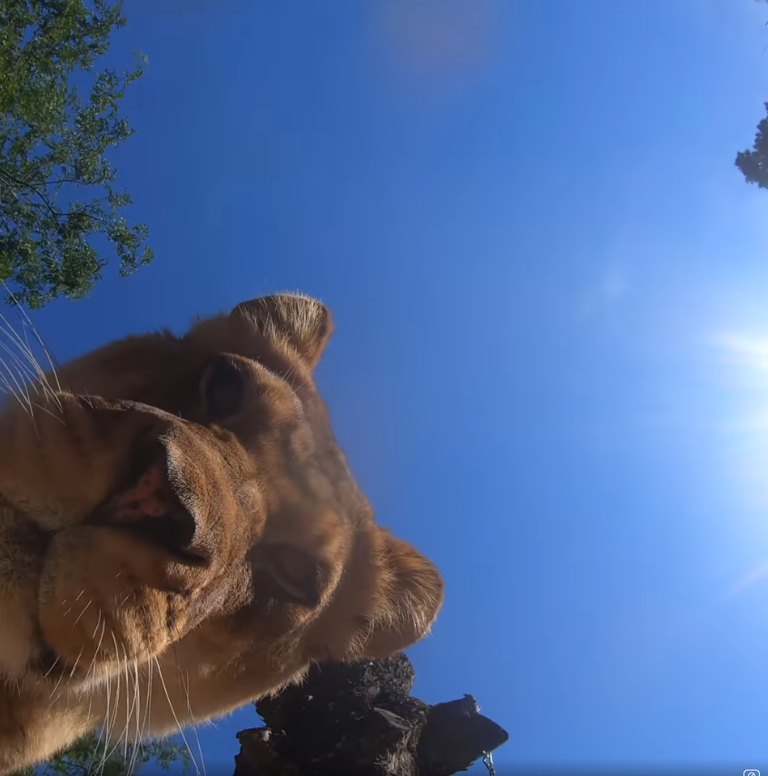 ▲▼ 美國俄勒岡動物園（Oregon Zoo）安裝攝影機，拍下獅子可愛模樣。（圖／翻攝自臉書）