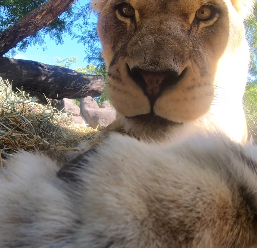 ▲▼ 美國俄勒岡動物園（Oregon Zoo）安裝攝影機，拍下獅子可愛模樣。（圖／翻攝自臉書）