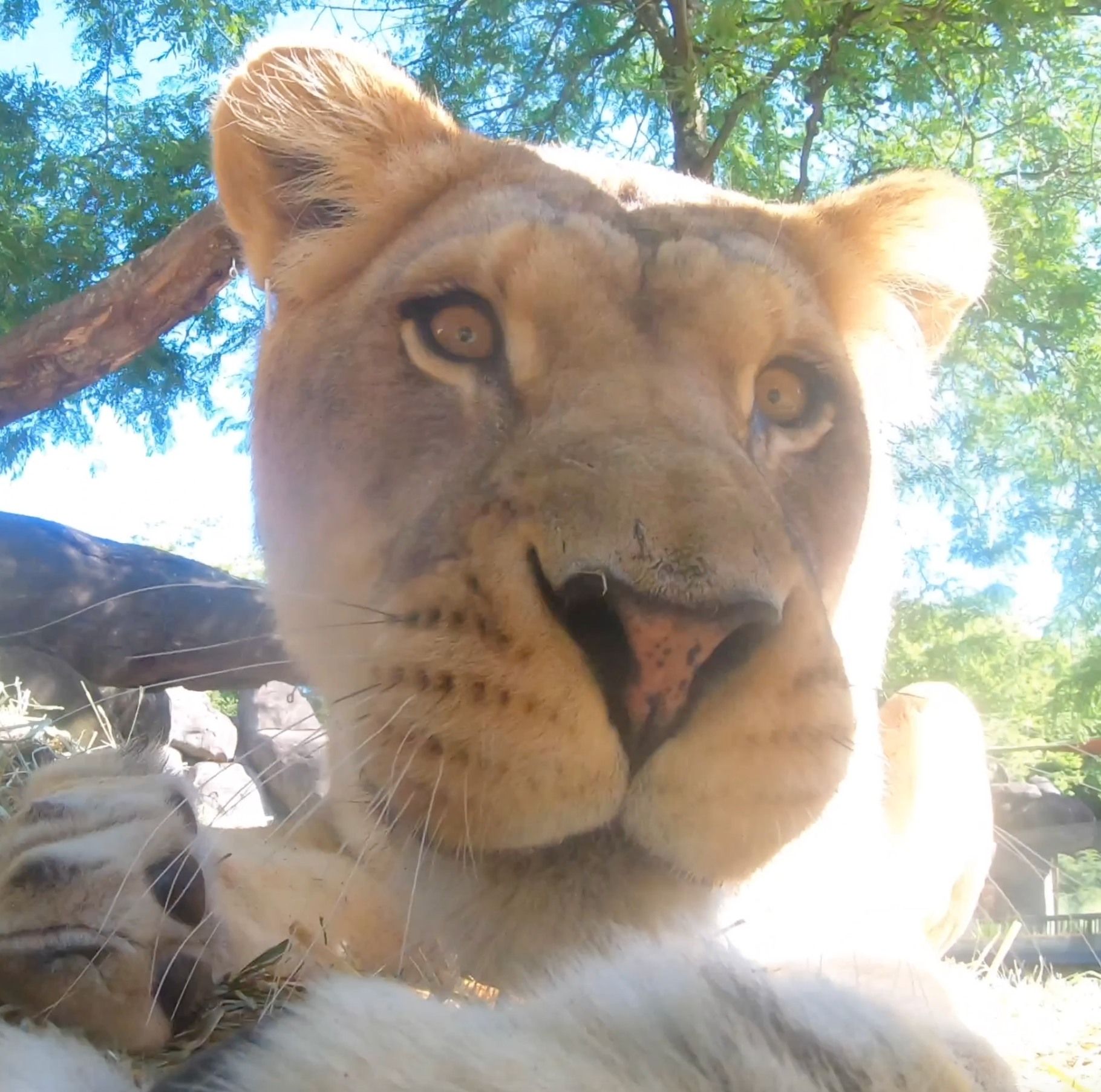 ▲▼ 美國俄勒岡動物園（Oregon Zoo）安裝攝影機，拍下獅子可愛模樣。（圖／翻攝自臉書）