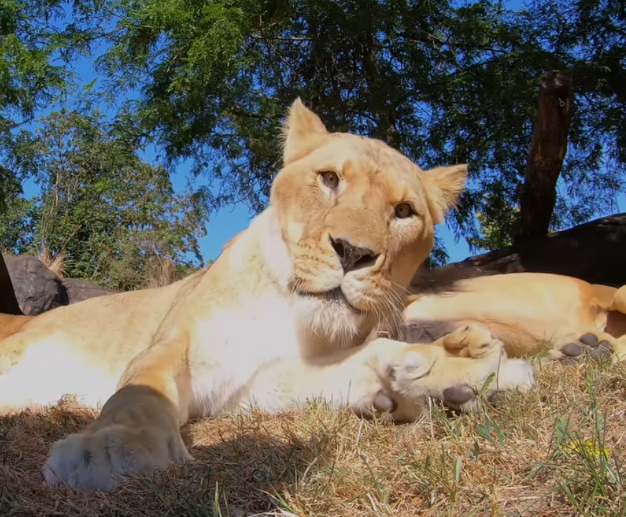 ▲▼ 美國俄勒岡動物園（Oregon Zoo）安裝攝影機，拍下獅子可愛模樣。（圖／翻攝自臉書）