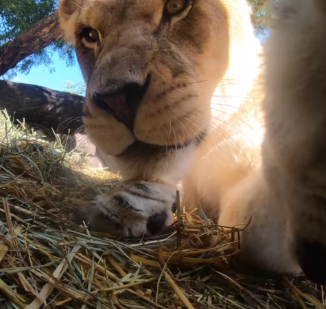 ▲▼ 美國俄勒岡動物園（Oregon Zoo）安裝攝影機，拍下獅子可愛模樣。（圖／翻攝自臉書）