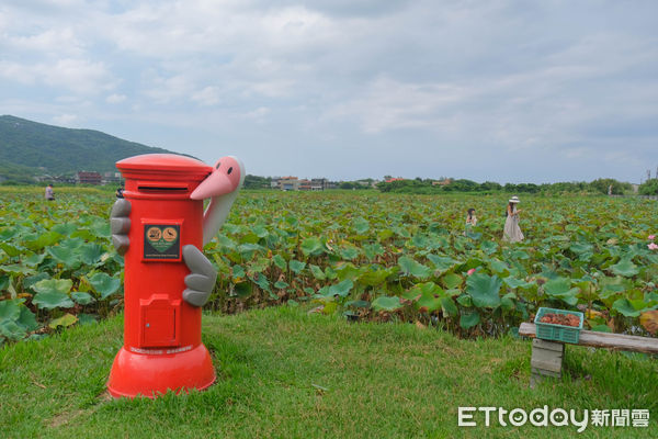 ▲小鶴基地蓮花田,金山小鶴基地蓮花田,金山旅遊。（圖／記者彭懷玉攝）