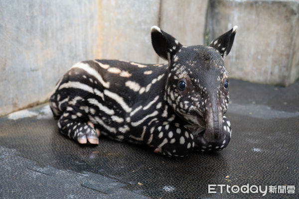 馬來貘寶寶莉姆路。（圖／台北市立動物園提供）