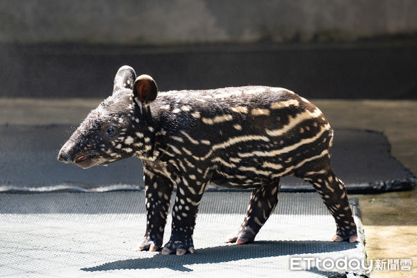 馬來貘寶寶莉姆路。（圖／台北市立動物園提供）