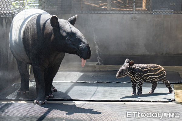 馬來貘寶寶莉姆路。（圖／台北市立動物園提供）