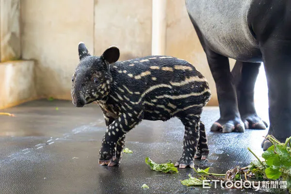 馬來貘寶寶莉姆路。（圖／台北市立動物園提供）