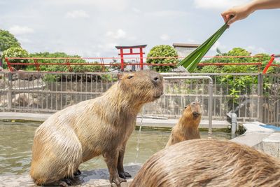 宜蘭五結從早玩到晚　穿浴衣餵水豚