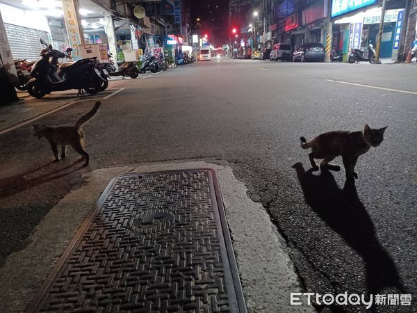 ▲▼ 動保處、警察局逐一訪視店家，清點附近貓咪數量            。（圖／動保處提供）