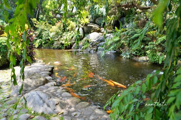 ▲▼苗栗卓蘭花露農場，繡球花霜淇淋，療癒玫瑰香             。（圖／水晶提供）