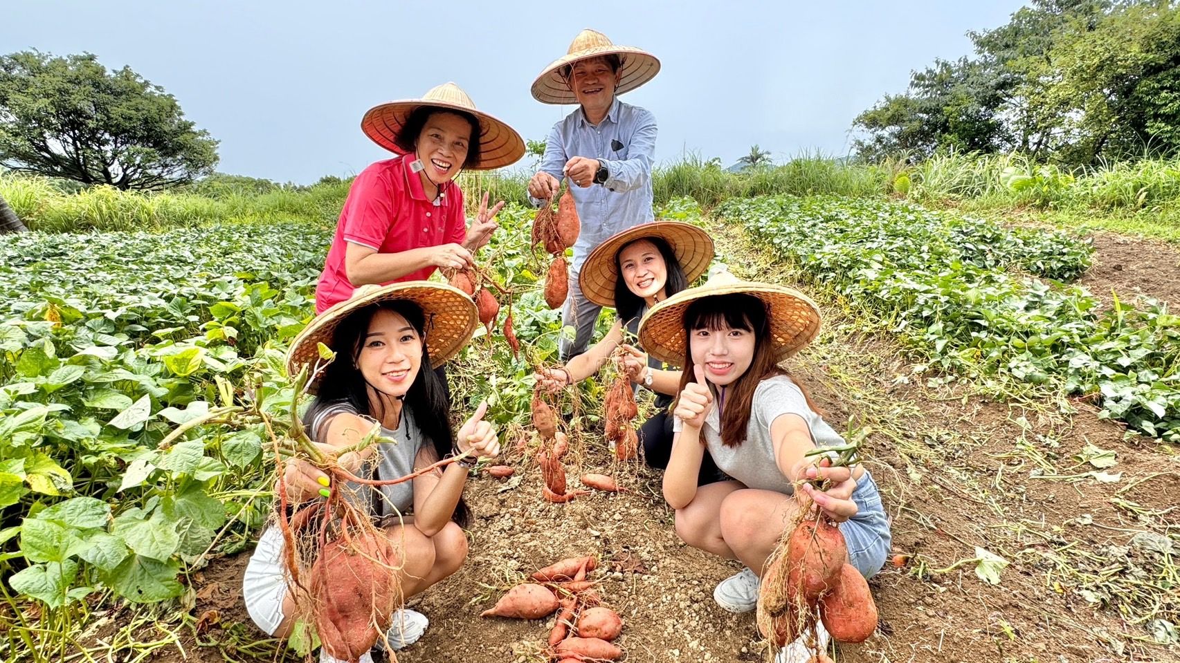 ▲新北萬里「高山地瓜」開賣。（圖／新北市萬里區公所提供）