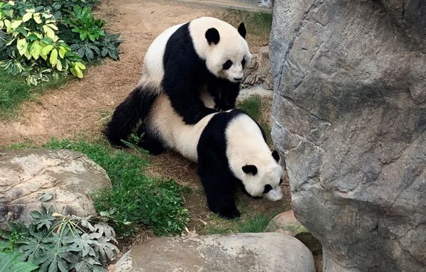 ▲▼香港貓熊,熊貓「樂樂」「盈盈」成功生下龍鳳胎。（圖／翻攝香港海洋公園）