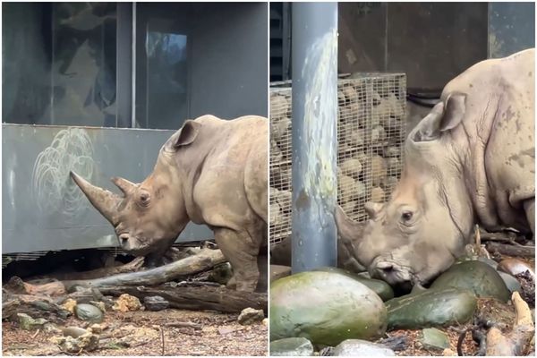 壽山動物園臉書分享犀牛瘋狂磨角的影片，吸引網友熱議。（翻攝自Shou Shan Zoo 壽山動物園臉書）