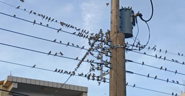 ▲地震前彰化出現鳥群。（圖／民眾提供）