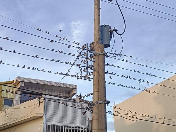 ▲彰化員林市有鳥群。（圖／民眾提供）