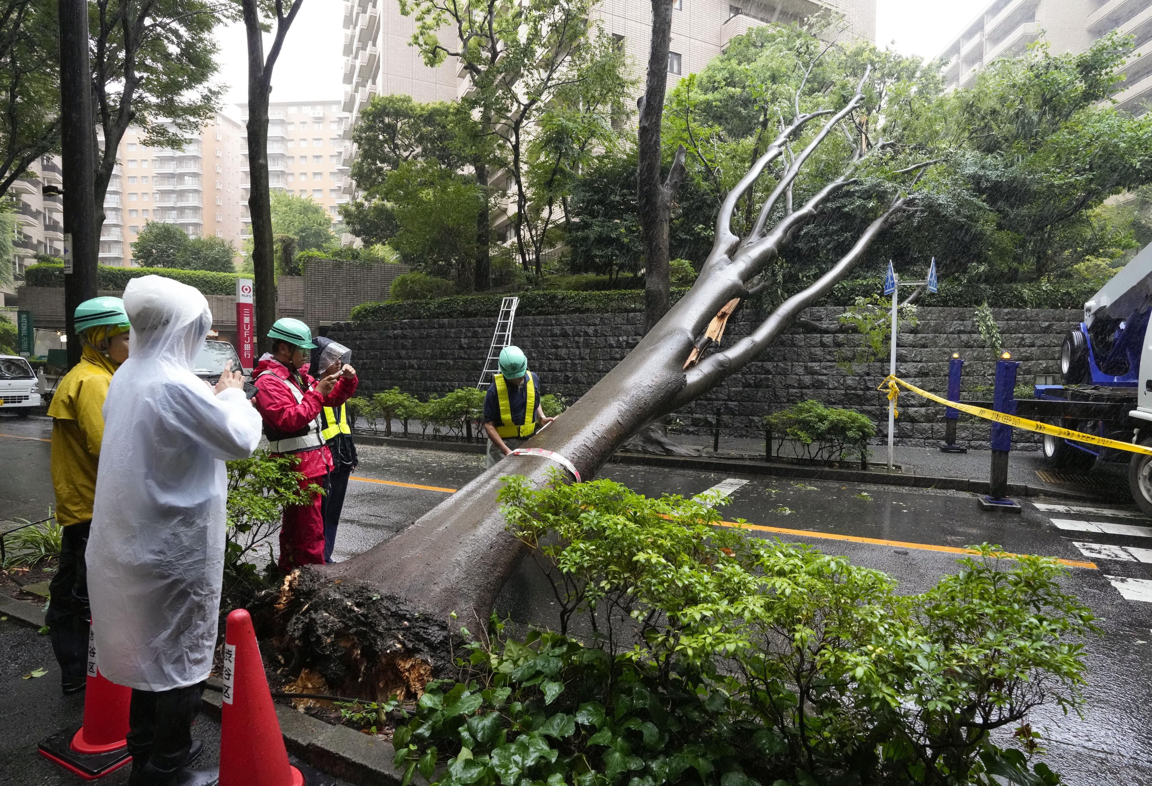 ▲▼東京都澀谷區某行道樹倒塌，阻礙車道通行，現場目擊者表示，疑似聽到雷鳴聲。（圖／達志影像）