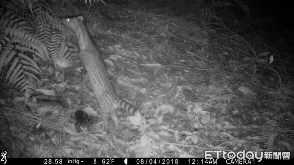 直擊大自然靈異照！獼猴鬼壓床、水鹿地縛靈恐怖小黑人　萌到收驚（圖／粉專「林業及自然保育署」提供，請勿隨意翻拍，以免侵權。）