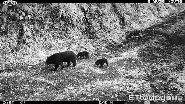 直擊大自然靈異照！獼猴鬼壓床、水鹿地縛靈恐怖小黑人　萌到收驚（圖／粉專「林業及自然保育署」提供，請勿隨意翻拍，以免侵權。）