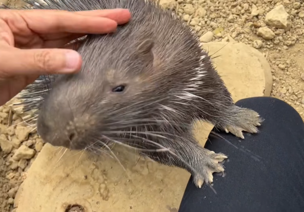 冠豪豬小芋頭。（圖／翻攝自壽山動物園）