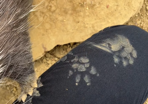 冠豪豬小芋頭。（圖／翻攝自壽山動物園）