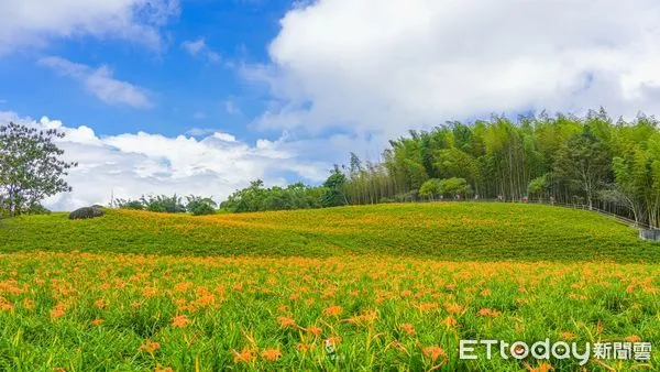 ▲▼花蓮縣赤科山及六十石山的金針花季是全台獨一無二的高山金針景觀，是花蓮一年一度的盛事。（圖／花蓮縣政府提供，下同）