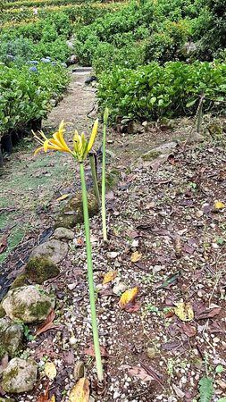 ▲曹家花田香金針花。（圖／曹家花田香提供及翻攝自粉專）