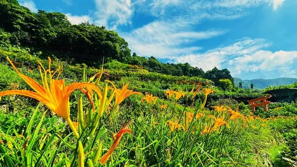 ▲曹家花田香金針花。（圖／曹家花田香提供及翻攝自粉專）