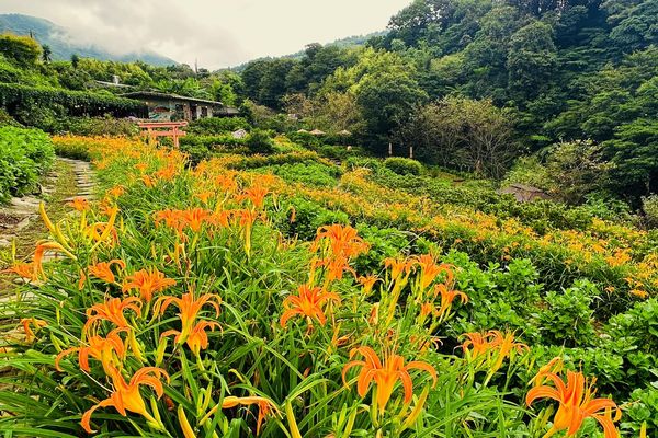 ▲曹家花田香金針花。（圖／曹家花田香提供及翻攝自粉專）