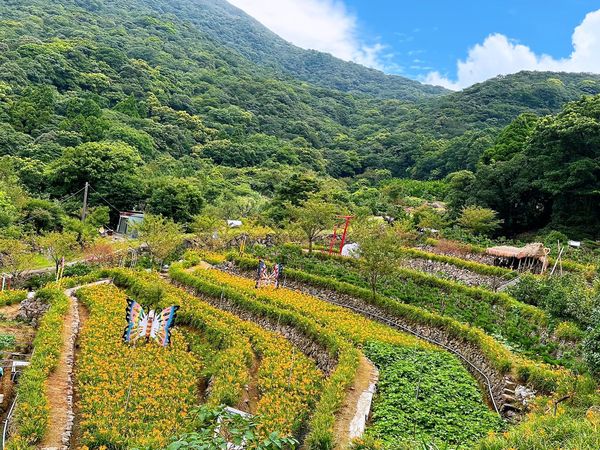 ▲竹子湖故鄉金針花農園 。（圖／翻攝自Facebook／竹子湖故鄉金針花農園）