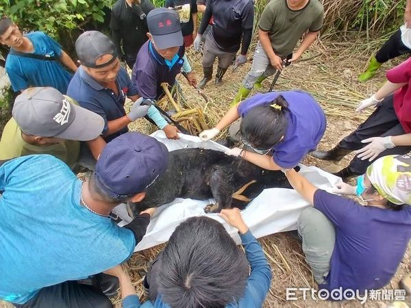 ▲台灣黑熊受困套索熱衰竭死亡。（圖／記者楊漢聲翻攝）