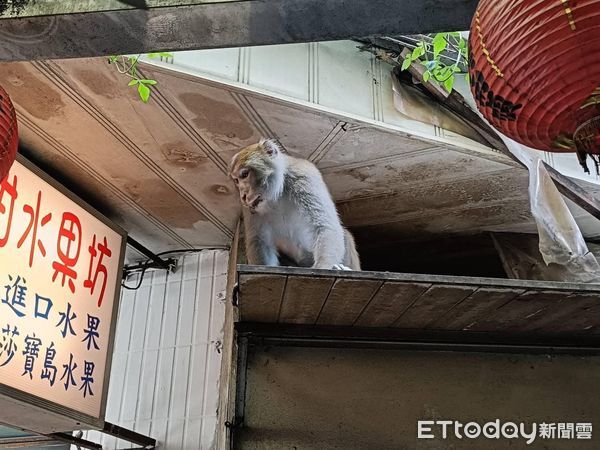 ▲▼     獼猴現身台北市區   。（圖／國民黨立委李彥秀提供）