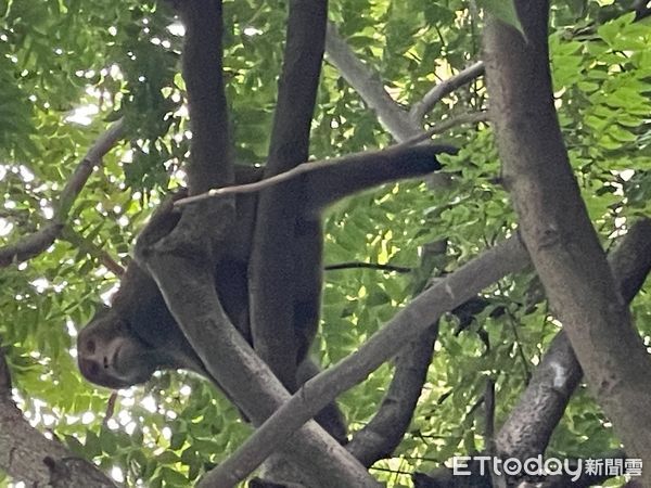 ▲▼     獼猴現身台北市區   。（圖／國民黨立委李彥秀提供）