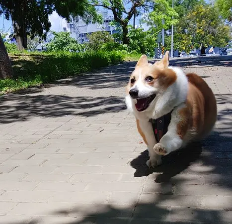 柯基犬嘎逼。（圖／翻攝自粉專「柯基犬のCoffee Time」）