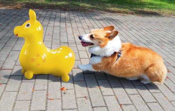 柯基犬嘎逼。（圖／翻攝自粉專「柯基犬のCoffee Time」）