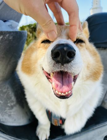 柯基犬嘎逼。（圖／翻攝自粉專「柯基犬のCoffee Time」）